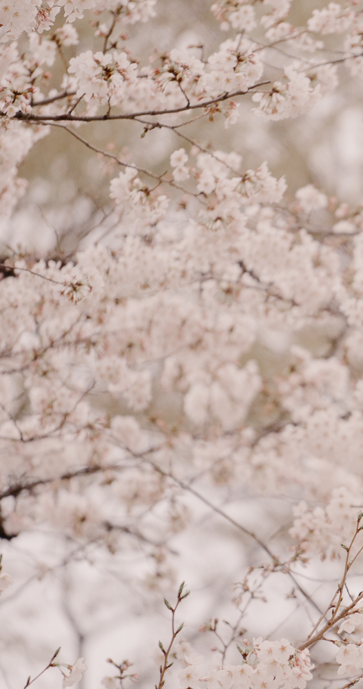 <span style="color: rgb(0, 0, 0);">Cherry blossoms (</span><em style="color: rgb(0, 0, 0);">sakura</em><span style="color: rgb(0, 0, 0);">) in full bloom. The yearly </span><em style="color: rgb(0, 0, 0);">sakura</em><span style="color: rgb(0, 0, 0);"> season, which only lasts about two weeks, is a metaphor for the Eastern philosophical idea that life is transient, beautiful in its fleeting nature, and cyclic. In the West, faith has often been understood and explained in the context of Greek philosophy. In Asia, faith often needs to be understood against a backdrop of Eastern philosophies and religions.</span>