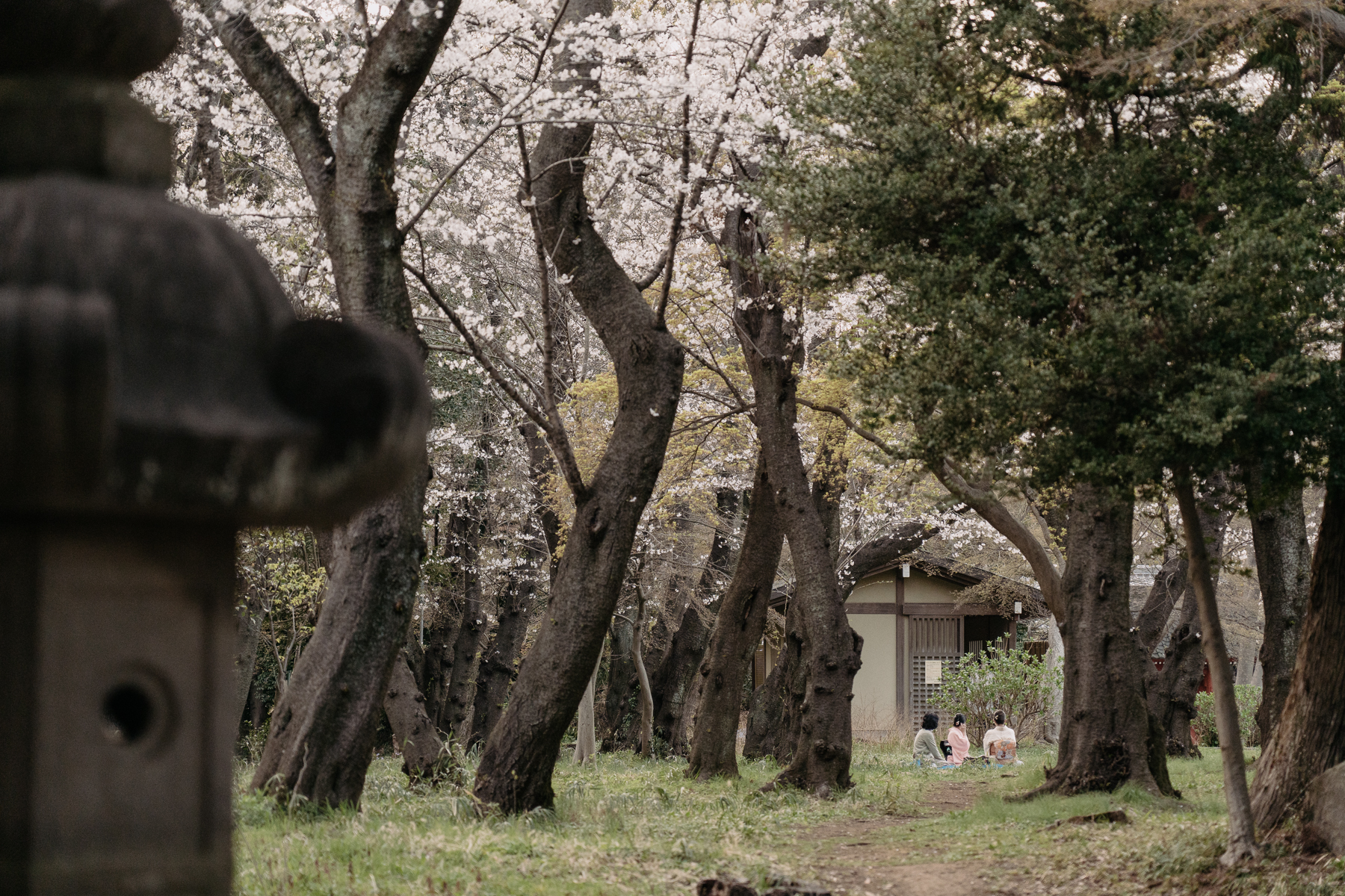 <span style="color: rgb(0, 0, 0);">A group of three women, two in </span><em style="color: rgb(0, 0, 0);">kimono</em><span style="color: rgb(0, 0, 0);">, sitting under the cherry blossom trees.</span>