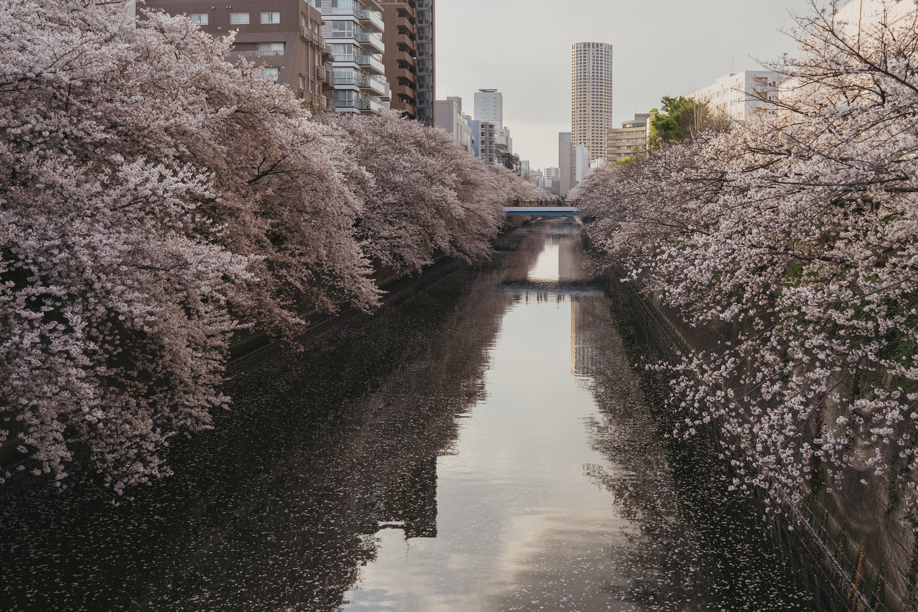 <span style="color: rgb(0, 0, 0);">Cherry blossom (</span><em style="color: rgb(0, 0, 0);">sakura</em><span style="color: rgb(0, 0, 0);">) season in Japan. The juxtaposition of city buildings, nature, blooming flowers, and fallen petals is a snapshot of a harmonious setting in Japan.</span>