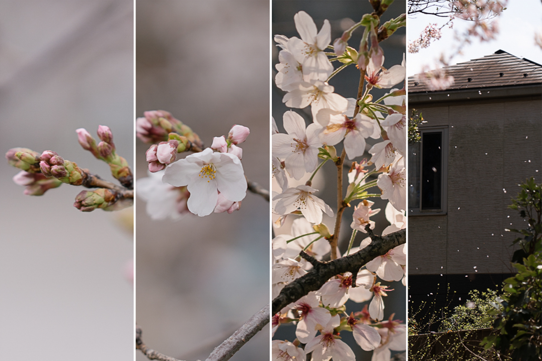 <span style="color: rgb(0, 0, 0);">The </span><em style="color: rgb(0, 0, 0);">sakura </em><span style="color: rgb(0, 0, 0);">life cycle: budding, growing, full bloom, and falling. The yearly </span><em style="color: rgb(0, 0, 0);">sakura </em><span style="color: rgb(0, 0, 0);">season, which only lasts about two weeks, is a metaphor for the Eastern philosophical idea that life is transient, beautiful in its fleeting nature, and cyclic.</span>