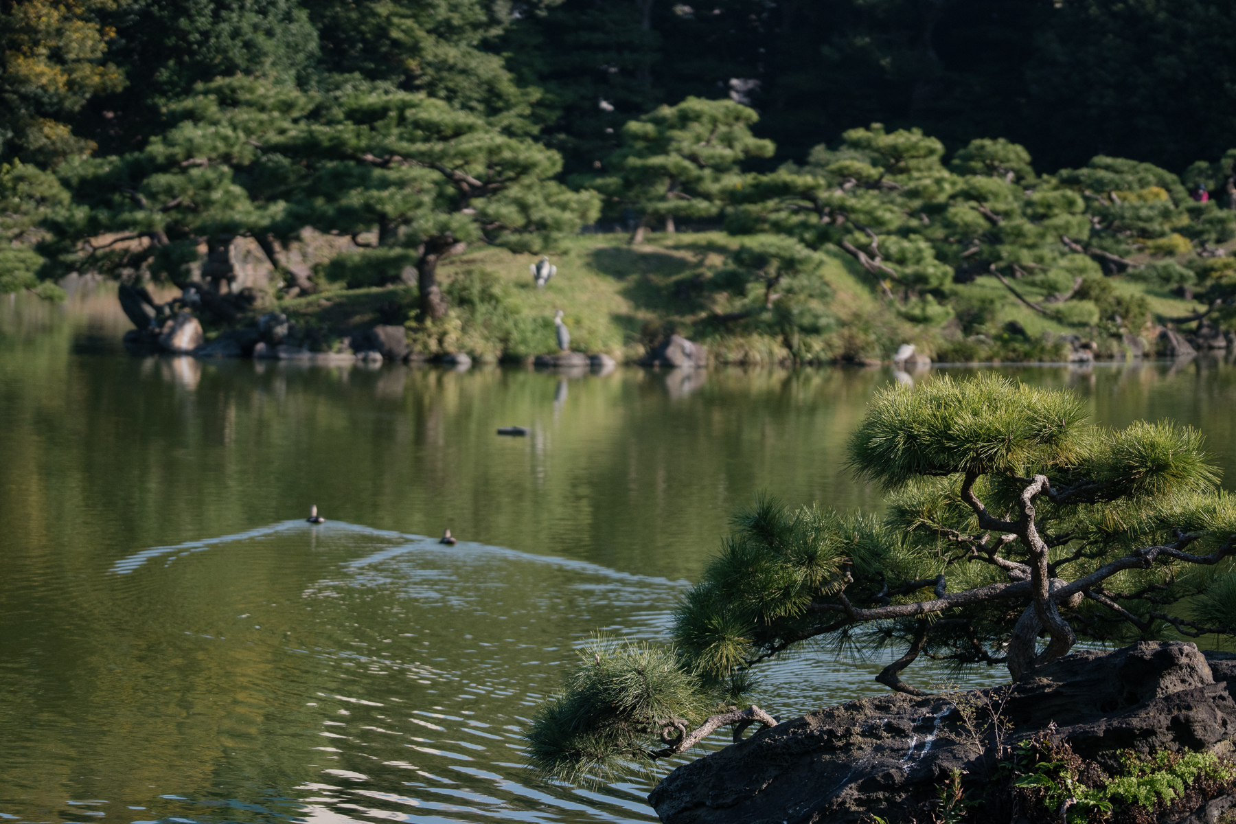 <span style="color: rgb(0, 0, 0);">A Japanese garden showing a tranquil co-existence of water, trees, and creatures.</span>